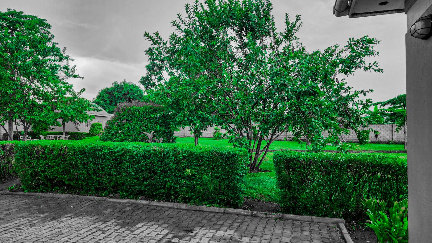 Hedged lawn and trees